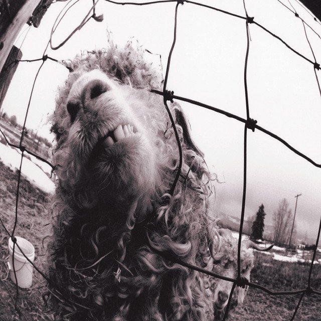 Shadows and Signal Flares: Revisiting Pearl Jam’s “Daughter – Remastered”